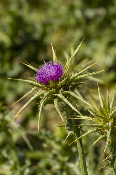 istock Single thistle flowerhead in morning light, centered in frame, with out of focus greenery in background 1399531903