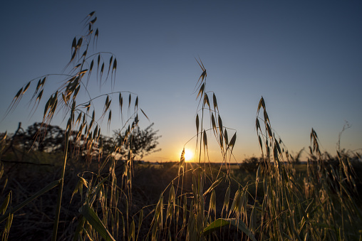 Low angle shot of unharvested cereal crop seed heads at sunset. Photo taken in Lakatamia, Cyprus. Nikon D750 with Venus Laowa 15mm macro lens