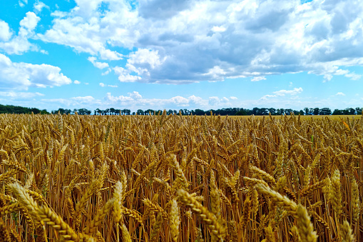 Yellow field of wheat or barley on a sunny summer day. Rural background. World food. Prevent hunger around the world. Consequences of the war. Hunger