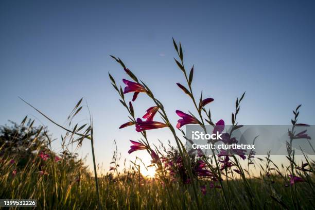 Backlit Pink Tubular Flowers In Crop Field With Sun Setting In Out Of Focus Horizon Stock Photo - Download Image Now