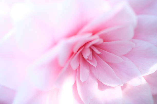 istock Blurred pastel pink background Valentine petals Abstract Pink Background. Close up view on a pink petals of the viola flower as background. 1399533678