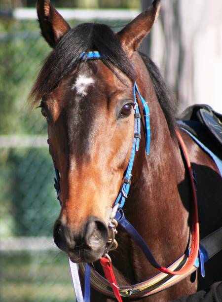 istock Close Up - Race Horse 139953443