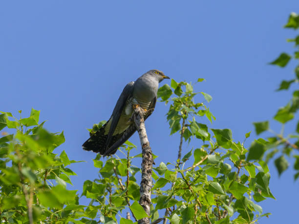 A common cuckoo sitting on a tree A common cuckoo sitting on a tree, blue sky, sunny day in springtime, Vienna (Austria) common cuckoo stock pictures, royalty-free photos & images