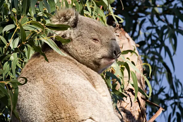 Photo of Koala in the wild
