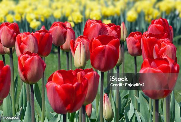 Holenderskie Tulipany - zdjęcia stockowe i więcej obrazów Czerwony - Czerwony, Fotografika, Holandia