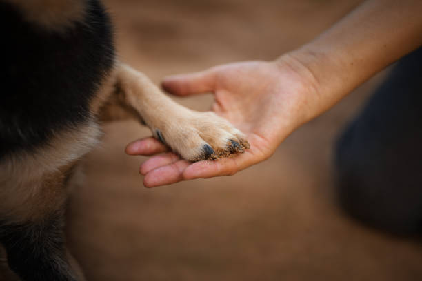 istock Beautiful cute dog paw 1399535721