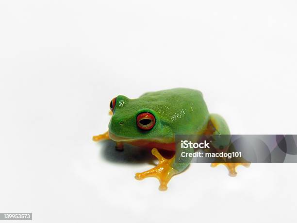 Foto de Hyla Cinerea Olhos Vermelhos e mais fotos de stock de Anfíbio - Anfíbio, Animais em Extinção, Animal