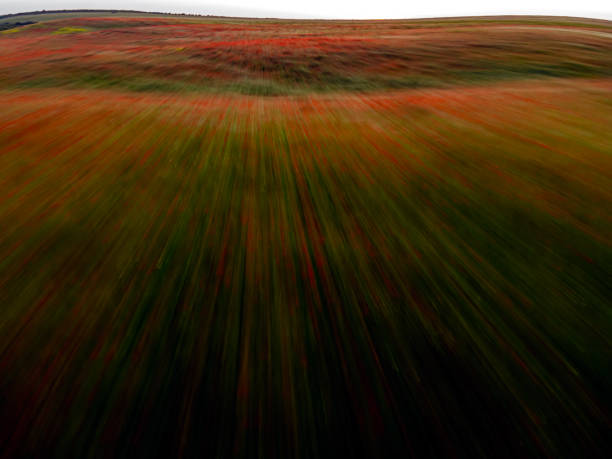 Abstract view of a flight over a huge field of red poppies (Papaver rhoeas). Aerial photo taken in 15th of May 2022, on a field near Timisoara, Timis county, Romania.
