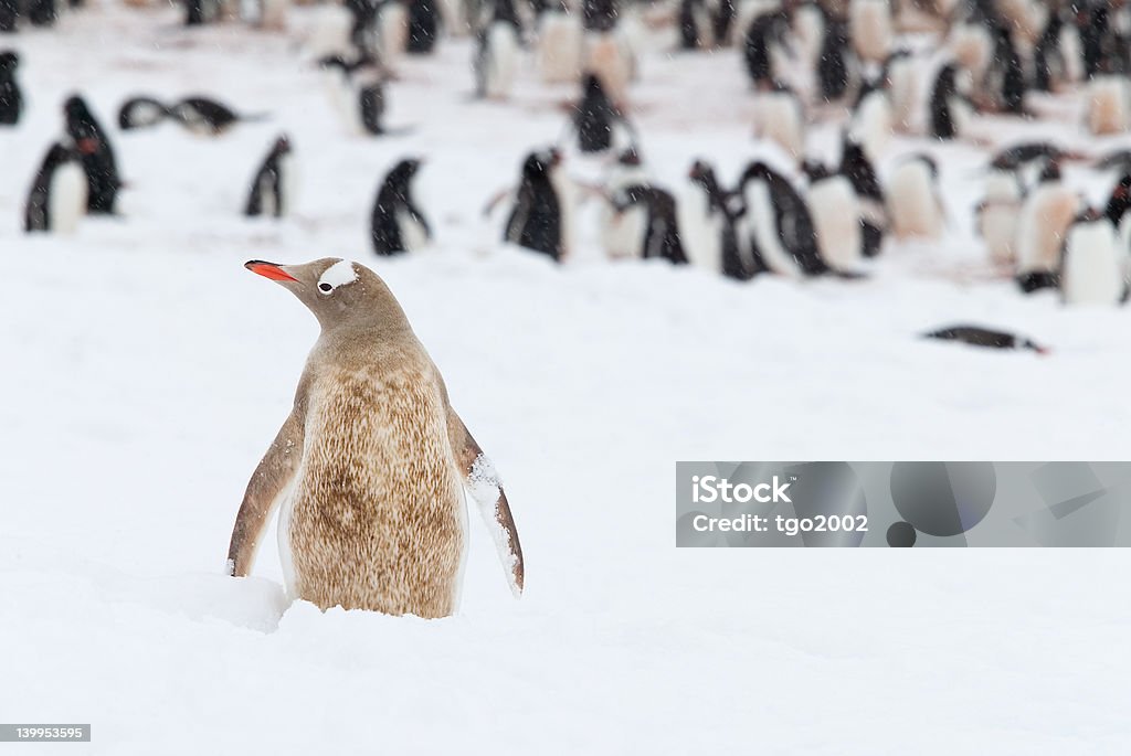Out in the Cold A leucistic gentoo penguin looks left out as the rest of the penguin colony goes about its business, Cuverville Island, Antarctica.  The brown color is an infrequent genetic variation. Antarctica Stock Photo