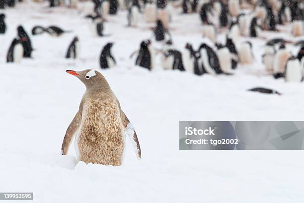 Out In The Cold Stock Photo - Download Image Now - Antarctica, Black Color, Brown