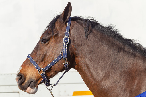 Horse pony  close up head neck side profile  portrait profile against white trailer.