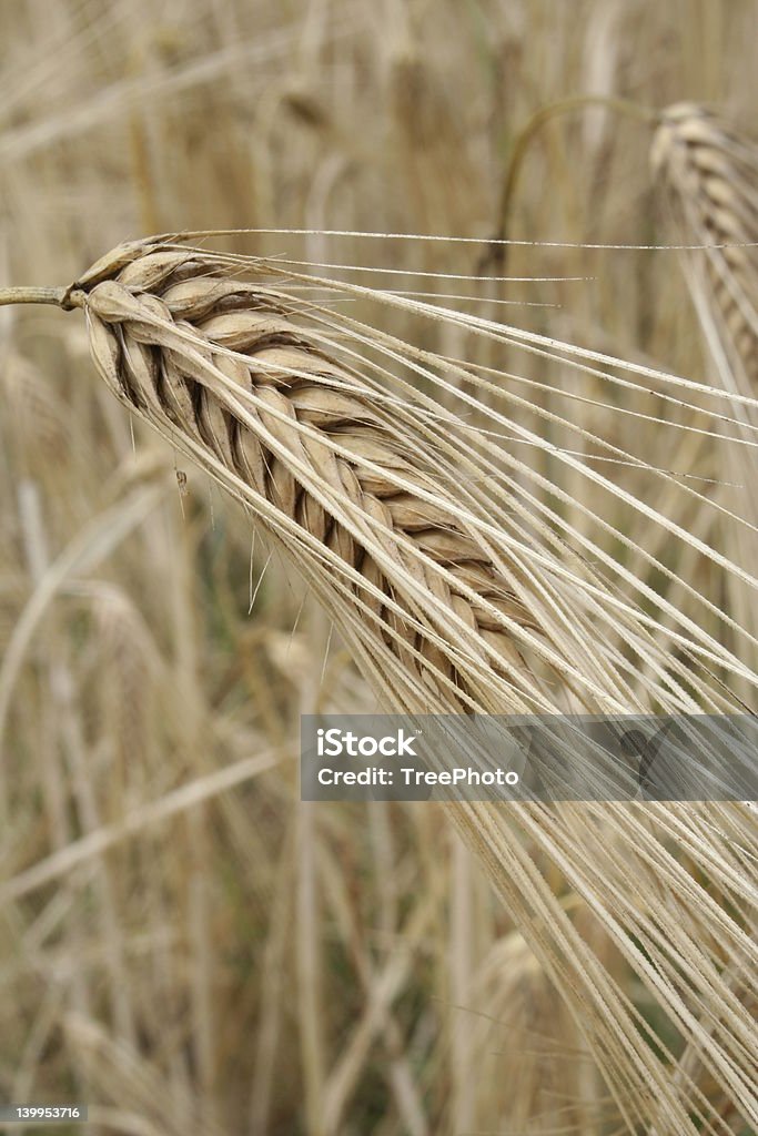 Barley close-up Close-up of a barley seed head. Agricultural Field Stock Photo