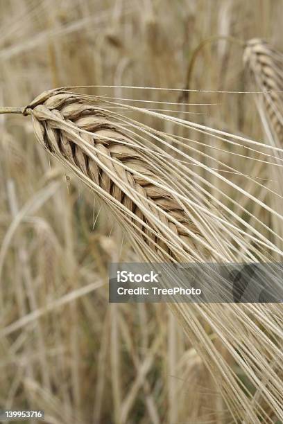 Barley Closeup Stock Photo - Download Image Now - Agricultural Field, Agriculture, Amber