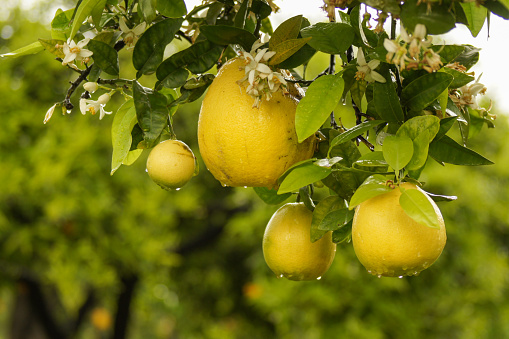 Ripe lemons and lemon flowers, zagara, on tree branch, with water drops after the rain.