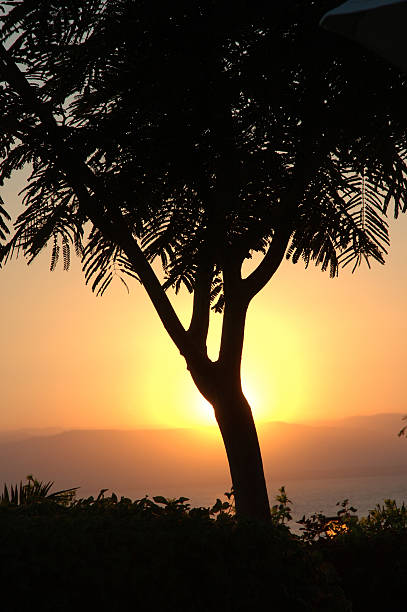Beautiful sunset behind a tree Sunset at the Dead Sea alintal stock pictures, royalty-free photos & images