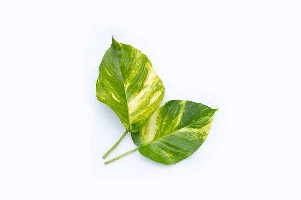 istock Golden pothos or devil's ivy leaves on white background. 1399537828