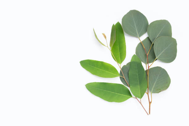 istock Green leaves of eucalyptus on white 1399538089