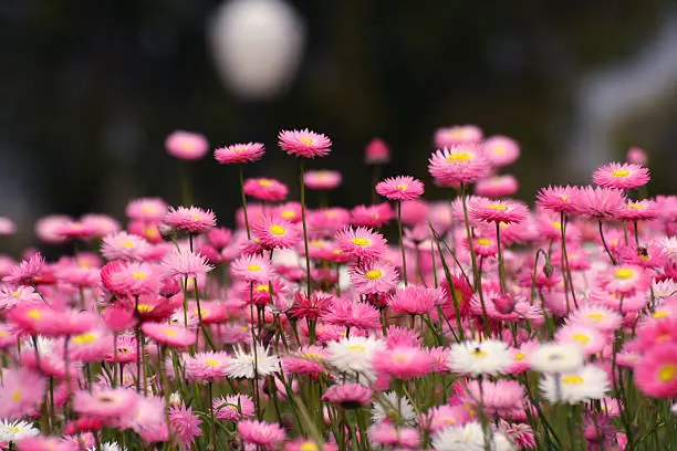 Kings Park in Perth is famous for wildflowers during spring time.