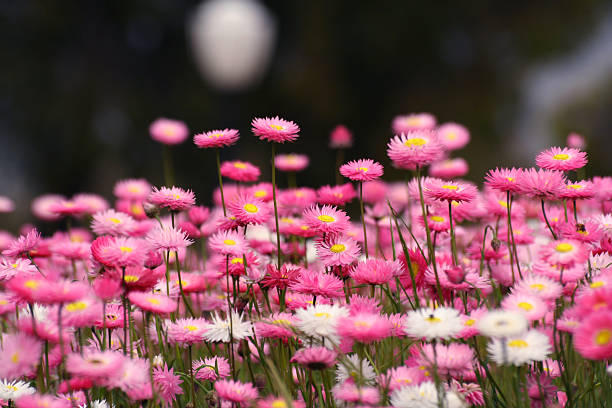 campo de flores silvestres no parque kings, perth - kings park - fotografias e filmes do acervo