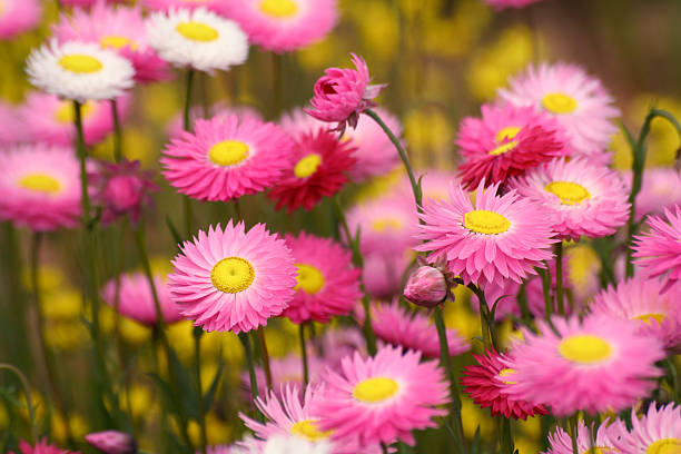 campo di fiori selvatici in kings park, perth - kings park foto e immagini stock