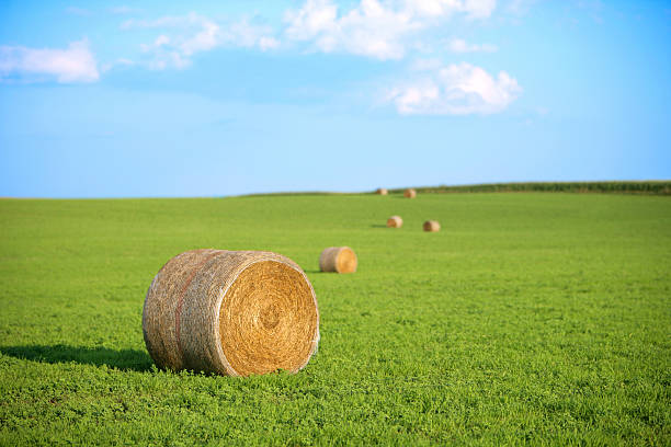 bales of hay in a row