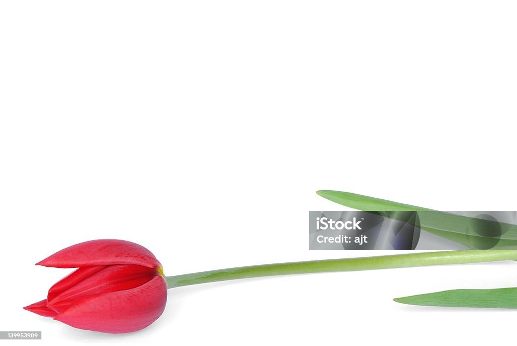 Красный тюльпан - Стоковые фото Апрель роялти-фри