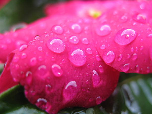 Cтоковое фото Raindrops на цветок