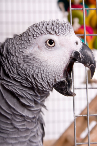 African Grey screaming from his cage.
