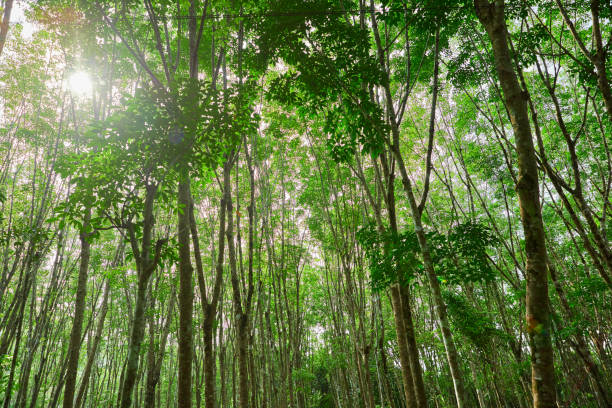 istock Rubber tree growing in the plantation 1399540827
