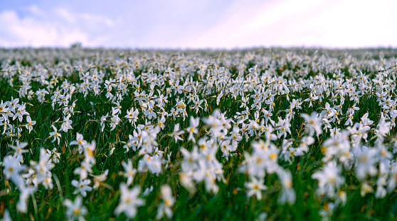 Morning on blooming flowers field on the top slope of mountain, Golica, Slovenia.  Daffodil narcissus flower is with white outer petals and a shallow orange or yellow cup in the center. In background is cloudy sky.