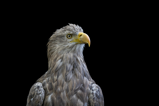 Portrait of a white-tailed eagle (Haliaeetus albicilla) against a black background.