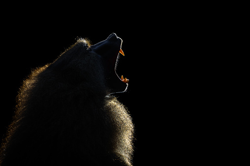 Portrait of a yawning guinea baboon (Papio papio) against the sunlight.