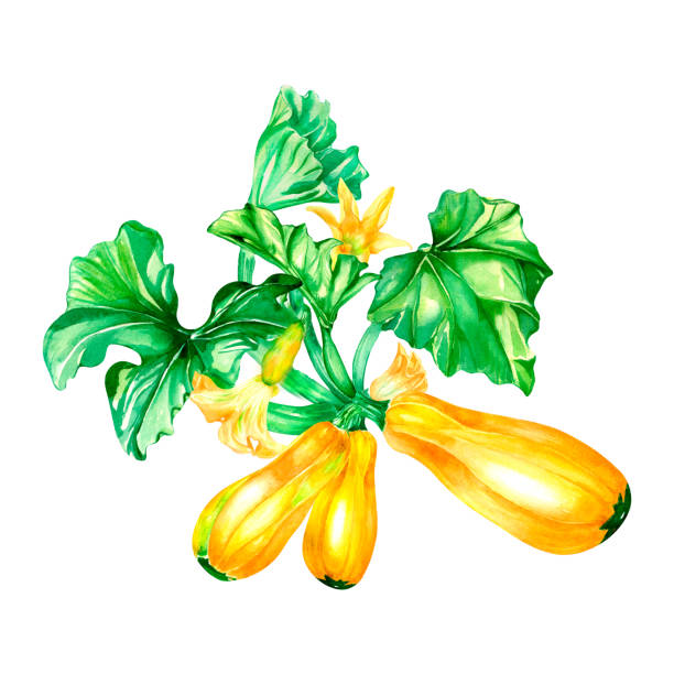 ilustrações de stock, clip art, desenhos animados e ícones de vegetable marrow plant, squash watercolor illustration on white - zucchini squash marrow squash vegetable