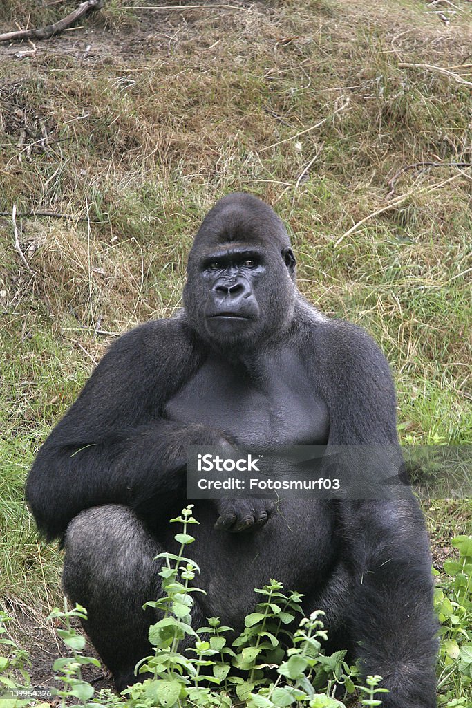 Impressive gorilla Big silverback in a zoo sitting and watching the public Animal Wildlife Stock Photo