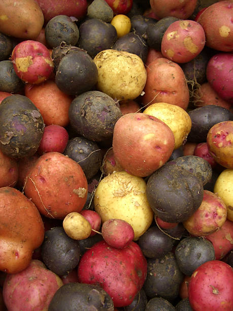 Fresh Potatoes stock photo