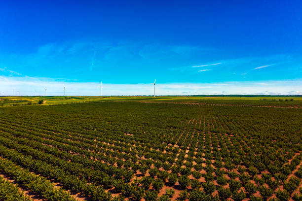plantation de noisettes et éolienne - windmill cultivated land crop day photos et images de collection