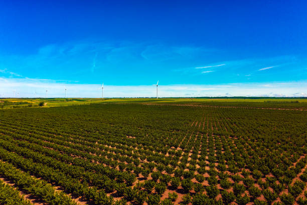 ヘーゼルナッツプランテーションと風力タービン - windmill cultivated land crop day ストックフォトと画像