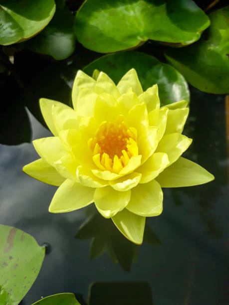 istock Blooming light yellow lotus, dark yellow pollen 1399544714