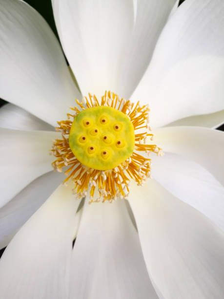 istock Close-up white blooming petals, yellow stamens 1399544736