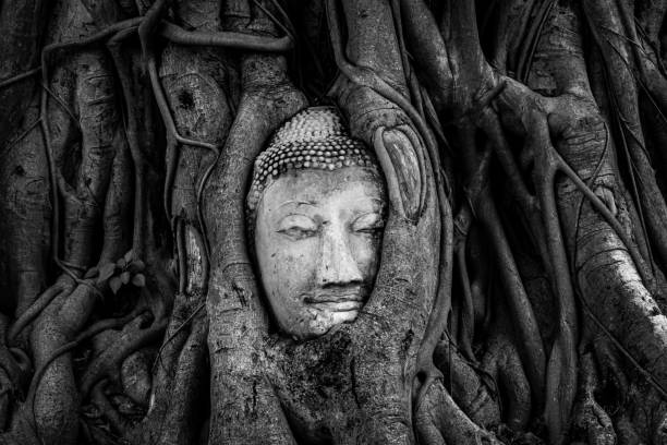Buddha head on a tree. Buddha head embedded in tree roots at Wat Maha That temple, Ayutthaya, Thailand