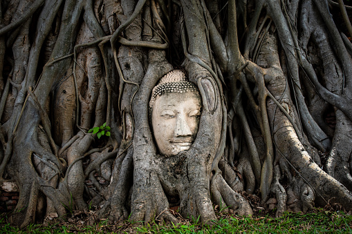 Buddha head on a tree. Buddha head embedded in tree roots at Wat Maha That temple, Ayutthaya, Thailand