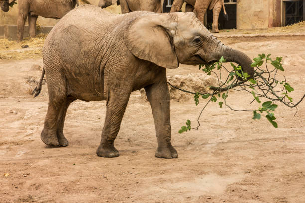 African elephants feeding, Lisbon zoo