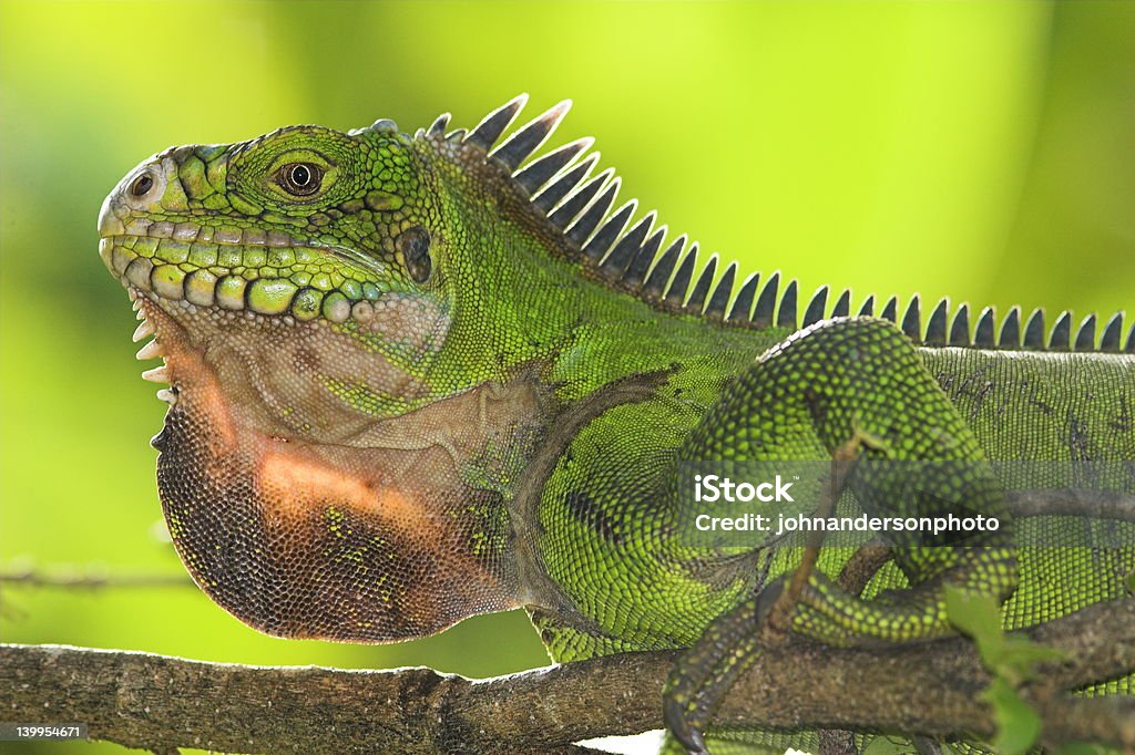 Iguana femmina - Foto stock royalty-free di La Dominica