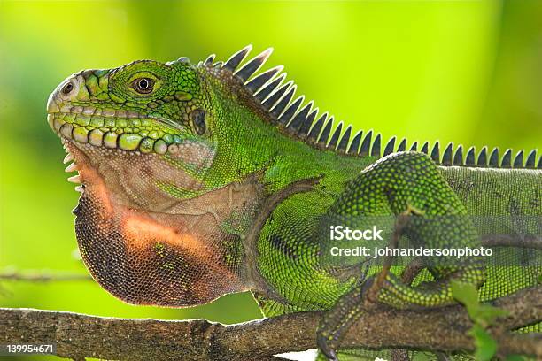 Iguana Femmina - Fotografie stock e altre immagini di La Dominica - La Dominica, Aculeo, Affilato