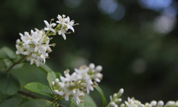 istock Texas Flowering Privet Ligustrum Shrub Shallow DOF 1399546924