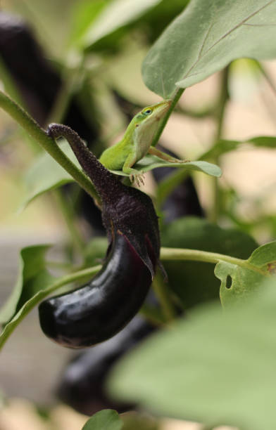 istock Green Anole Lizard on Eggplant, Pest Control in organic farm 1399546925