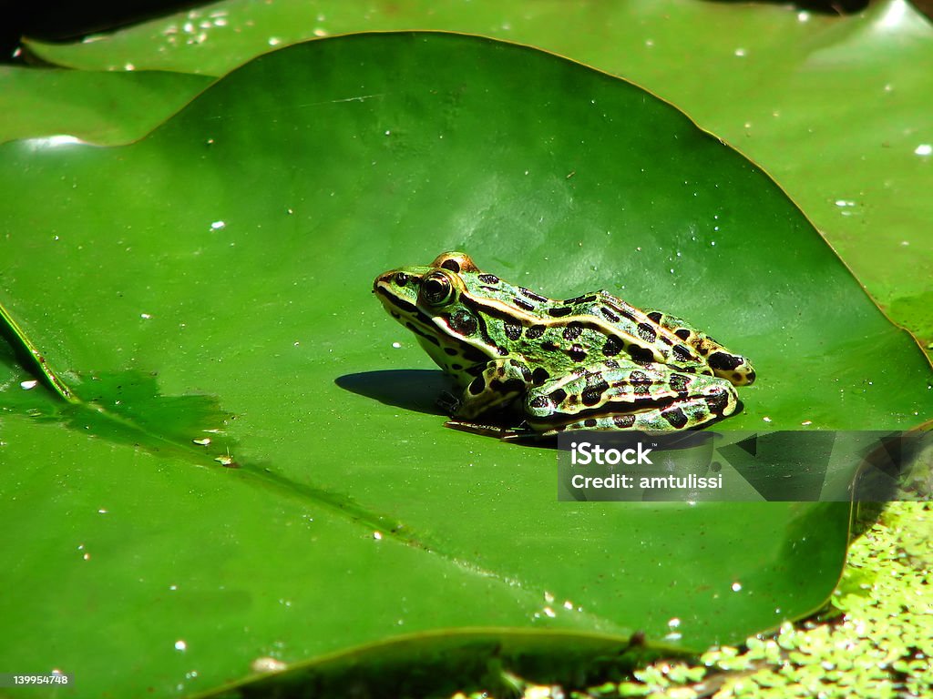 Лягушка сидит на лилий - Стоковые фото Амфибия роялти-фри