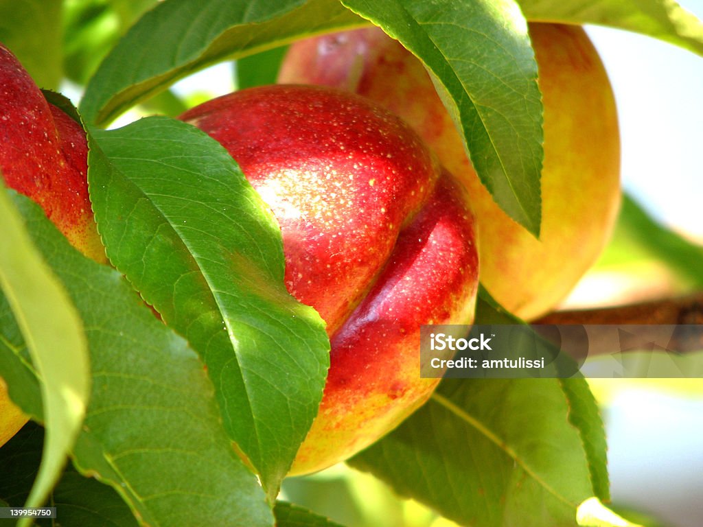 Nectarine sur Tree - Photo de Arbre libre de droits