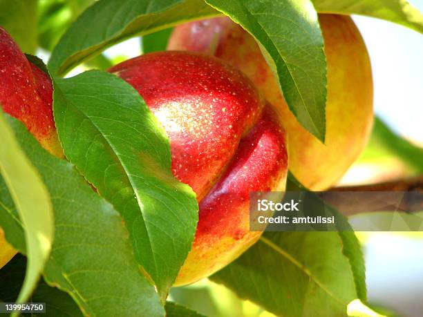 Photo libre de droit de Nectarine Sur Tree banque d'images et plus d'images libres de droit de Arbre - Arbre, Feuillage automnal, Feuille