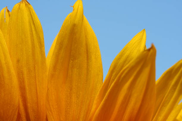 istock Part of a Sunflower 139954769
